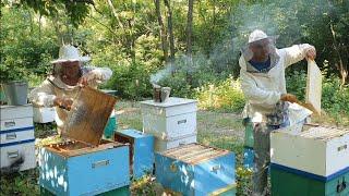 Відкачка меду з акації на промисловій пасіці в 400+ бджолосімей