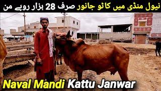 Naval Mandi Kattu Janwar Latest Updates | @Shah_Times Chalo Phir