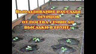 Выращивание рассады огурцов от посева до высадки в грунт