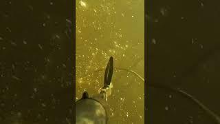 Удивительные растения под водой в реке