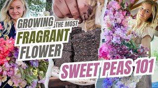 Sweet Peas 101: Growing the most fragrant flower (without seed trays!)