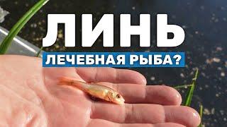 Линь - отличная рыба для пруда, идеальная замена карасю. Зарыбление пруда мальками Линя