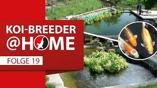 Koi-Breeder@home: 1.01 Meter Koi Big Mamma zieht ein!