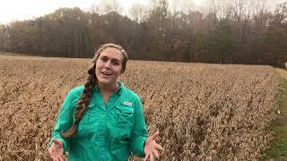 NC State Extension's Soybean On Farm Trial Program