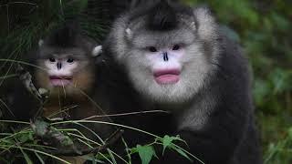 Sneezing Monkey Project