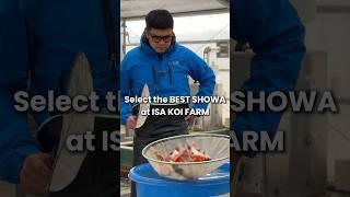 Select the Best Showa at ISA KOI FARM #koi #koifish #nishikigoi #showa #koifarm