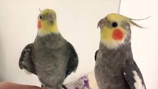 Happy Cockatiel singing and playing compilation #01 / Calopsitte joyeuses qui jouent et chantent