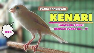 Kenari GACOR Panjang ||PANCINGAN KENARI Belajar BUNYI || PANCINGAN Kenari Agar CEPAT GACOR || 230