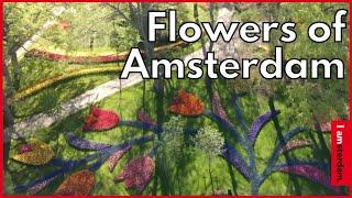 Discover the Flowers of Amsterdam | I amsterdam