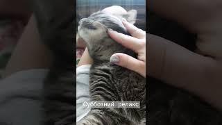 #кот#котики#котэ#чил