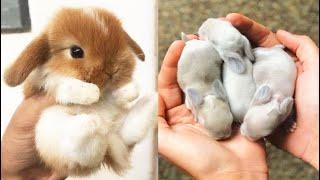 Cute baby animals Videos Compilation cute moment of the animals #15 Cutest Animals 2023