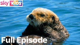 Sea Otter Snooze | Dreamflight | FULL EPISODE | Sky Kids