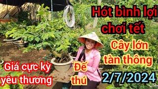 2/7/2024️0968282738 Điệp  siêu bông bình lợi chơi tết cây lớn tàn thông giá rẻ đế đẹp quá