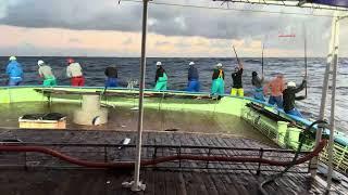 Musim Ombak, ikan pun berkumpul menyerang kapal kami . Skipjack tuna japan