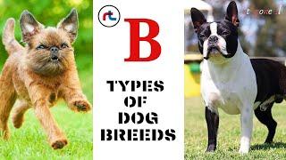 Dog Breeds PART 02 - All Types of Dogs with Images " B "