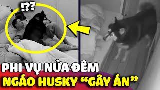 Phi vụ CHIẾC GỐI ÔM thâm độc của ngáo Husky lúc nửa đêm khiến sen hốt hoảng và cái kết  | Gâu Đần