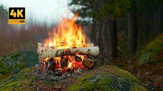 Autumn 4K Campfire by the Forest Authentic Sounds and Natural Colors