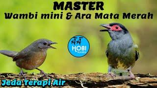 MASTER wambi mini vs ara mata merah Jeda Terapi Air