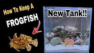 All You Need To Know Before You Get A *FrogFish* +New *Suprise*!!