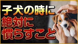 子犬の時に絶対に慣らすこと