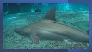 Acquario di Genova - Aquarium of Genoa 2017