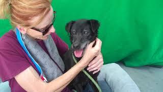 A5191140 Hope | Patterdale Terrier/German Shepherd