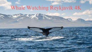 Whale-Watching Boat Tour 4K -  Iceland, Reykjavik - Winter time