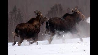 Moose Population Remains Low But Stable In Northeastern Minnesota