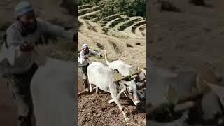 ox race in jamola dangal