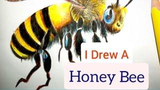 How to draw a honeybee with coloured pencils මී මැස්සා  #howtodrawwithcoloredpencils #speedpainting