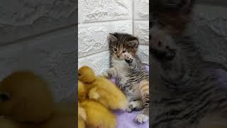 #cute #ducklings #kittens