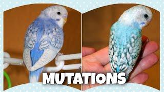 Budgie Mutations
