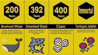 Comparison: Longest Sea Animal Lifespan