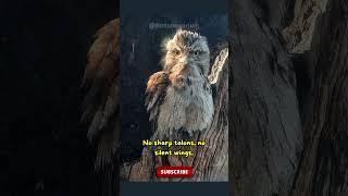 Tawny Frogmouth Facts – Nature’s Illusionist|#shorts #ytshorts #ghibli #ghibliart #youtubeshorts