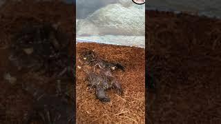 Scorpion eating cricket