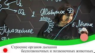 Строение органов дыхания беспозвоночных и позвоночных животных. 7 класс.