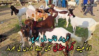 Lalukhet Bakra Mandi 2024 Latest Update 12-May | Karachi Bakra Mandi | Danish Ahmed Vlogs