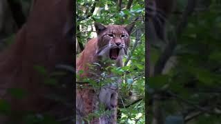 A LYNX UP IN A TREE SHOWING ITS FANGS!