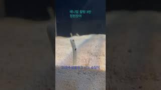 애니멀 힐링 3탄 - 정원장어