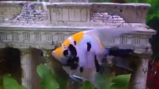 david cooney nice fish tanks