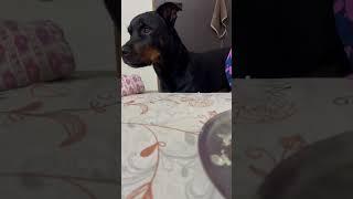 Brosco love aalo paratha  #rottweiler #animalphotos #dogowner #doglover #trendingshorts #reels