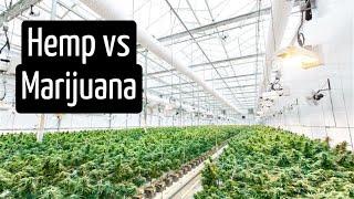 What Is the Difference Between Hemp and Marijuana? | Discover Marijuana