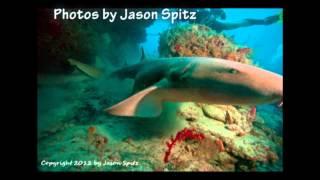 Diving with Nurse Sharks - Shark Savers