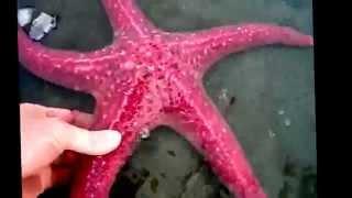 Starfish facts: 11 facts about Sea Stars