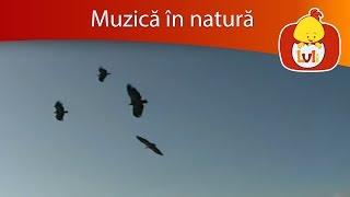 Muzică în natură: Stânci - Animalele din sălbăticie