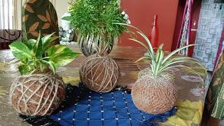 Plant Decorations ideas very easy but  look very beautiful