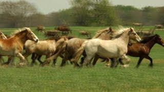 Black Beauty Ranch: America's Largest Animal Sanctuary