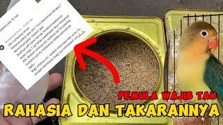 PAKAN TERNAK LOVEBIRD JF21 HANYA 3 JENIS INI TAPI PRODUKSI LANCAR JAYA | PEMULA WAJIB TAU DONG....