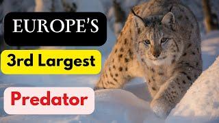 5 Surprising Facts about Eurasian Lynx| Lynx Cat