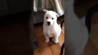 Dogs of the White House-Snow-white husky puppy